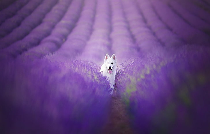 Dogs, Berger Blanc Suisse, Blur, Field, Lavender, Nature, Purple Flower, HD wallpaper