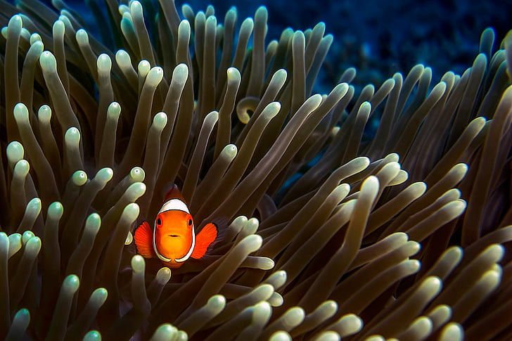 animals, fish, clownfish, sea anemones