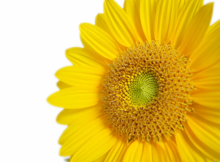 yellow sunflower, nature, plant, petal, close-up, summer, HD wallpaper