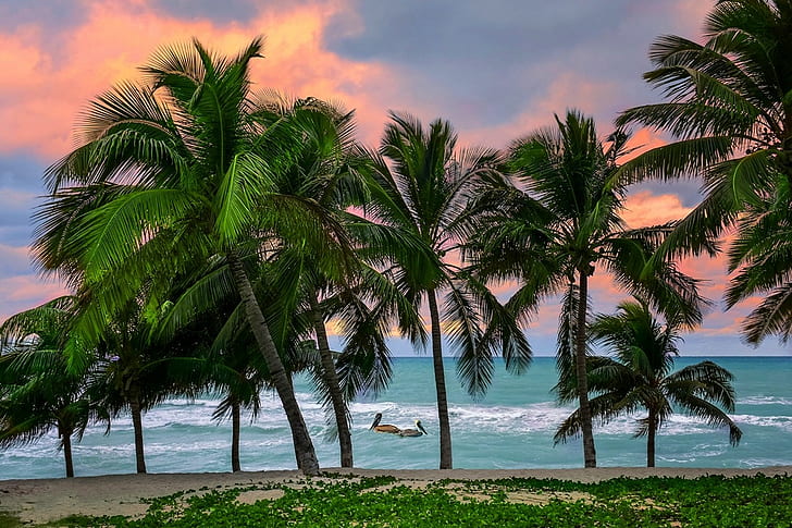 Caribbean, tropical, beach, Cuba, sea, island, pelicans, palm trees, HD wallpaper
