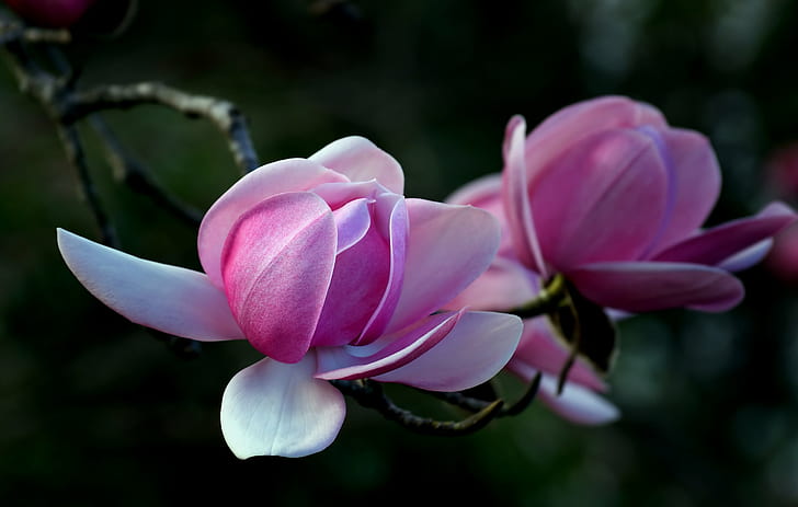 selective focus photography of pink Camellia flower, magnolia, magnolia, HD wallpaper