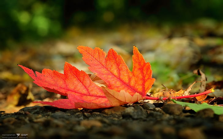 Fall of a leaf, HD wallpaper