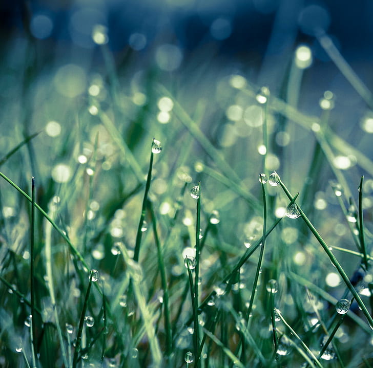 macro shot photography of green grass with water drops, grass, HD wallpaper