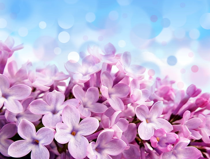 pink flowers, glare, background, blue, beautiful, purple, Pale red-violet flowers, HD wallpaper