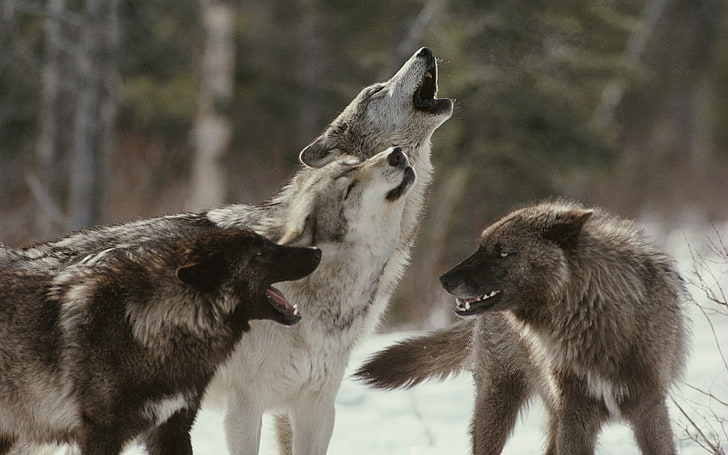 howl, fangs, wildlife, winter, predator, wolves, emotion, mood, HD wallpaper