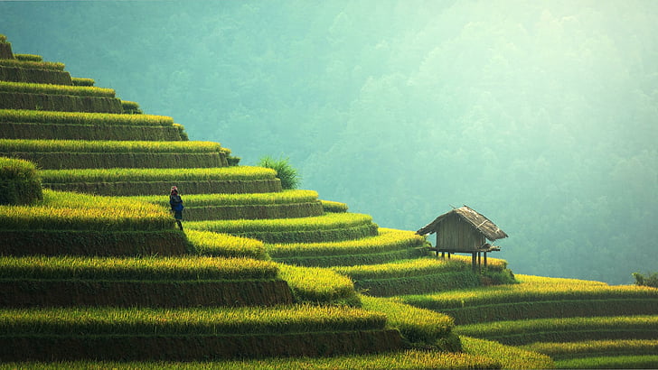 rice terraces, asia, indonesia, bali, rice field, hill, sky, HD wallpaper