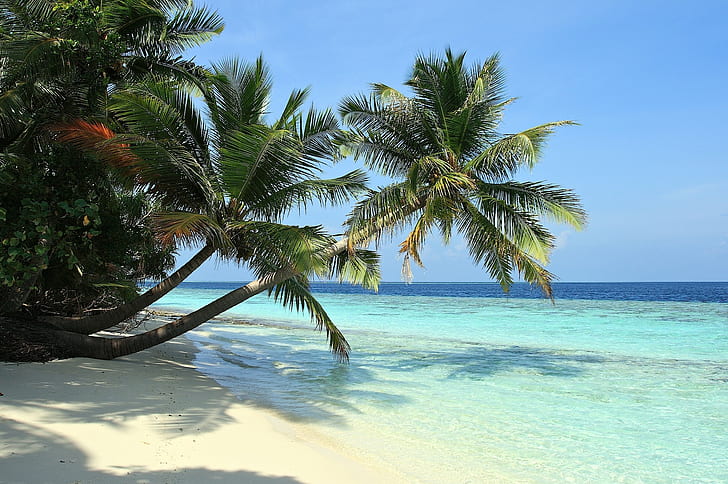 beach, palm trees, sea, HD wallpaper
