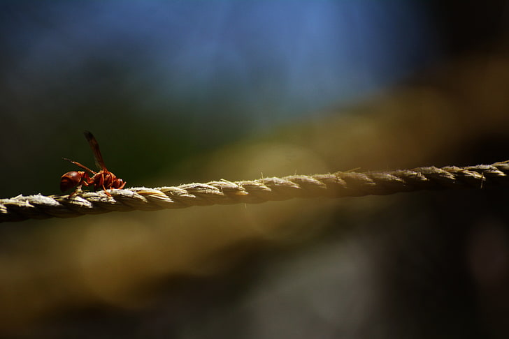 bees, insect, selective focus, close-up, no people, animal wildlife, HD wallpaper