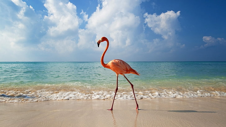 HD wallpaper: pink flamingo, bird, beach, sea, nature, tropical Climate,  animal | Wallpaper Flare