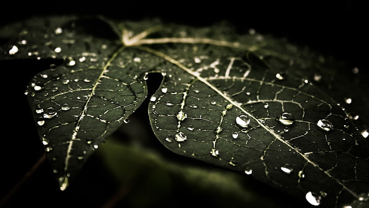 green leaf with water dew, water drops, leaves, nature, macro