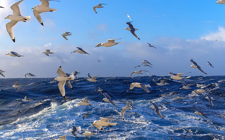 Many birds, seagulls, blue sea, ocean, water, waves