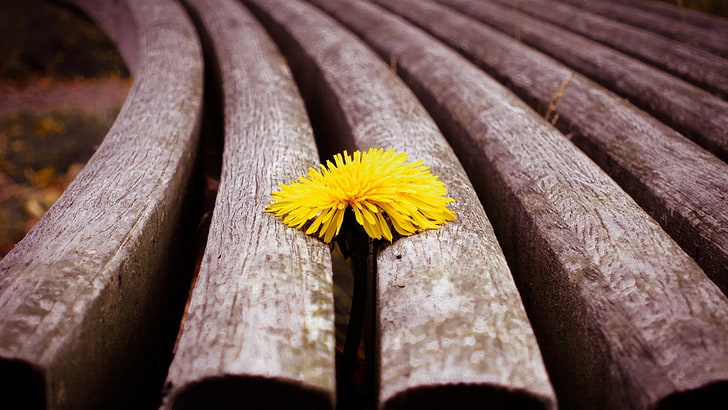 dandelion, wood, flower, flowering plant, yellow, wood - material