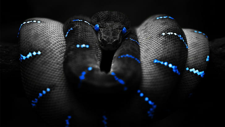 black, blue, Boa Constrictor, Selective Coloring, snake