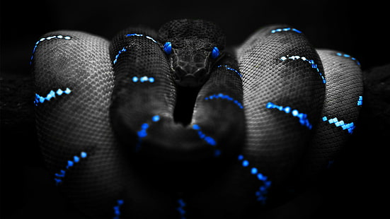 HD wallpaper: black, blue, Boa Constrictor, Selective Coloring, snake |  Wallpaper Flare