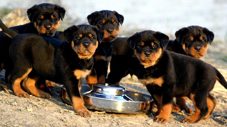dog, dogs, Rottweiler, group of animals, canine, mammal, pets, HD wallpaper