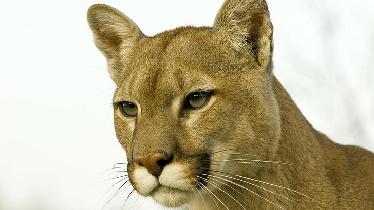 Mountain Lion Cougar HD, brown mountain lion, animals