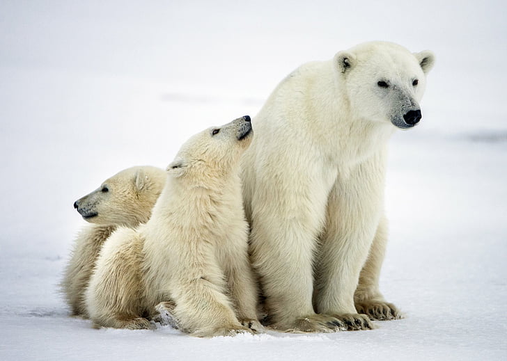 Bears, Polar Bear, Animal, Baby Animal, Cub, predator (Animal)