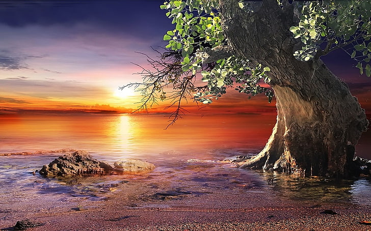 tall tree on seashore digital wallpaper, nature, landscape, sunset