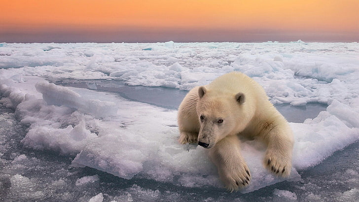 bear, polar bear, ice, svalbard, svalbard and jan mayen, arctic, HD wallpaper