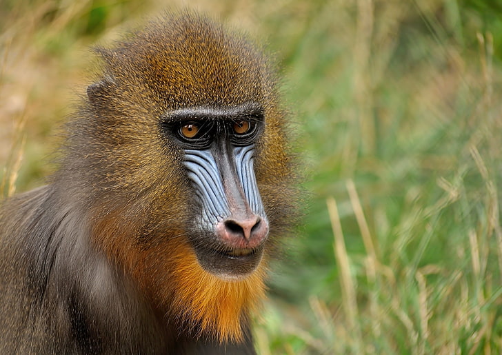 brown baboon, mandrill, monkey, face, coloring, wildlife, animal