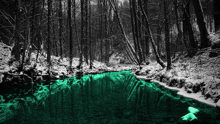 leafless trees, nature, forest, reflection, river, selective coloring, HD wallpaper