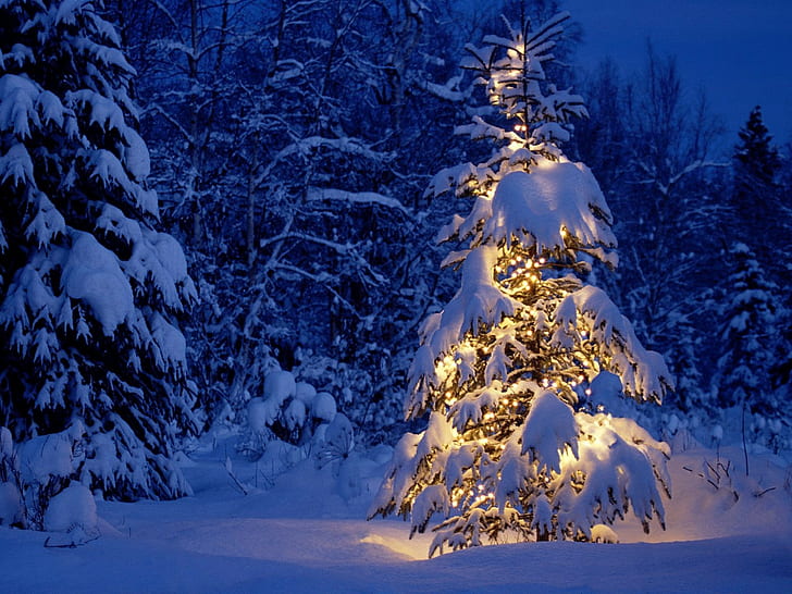 Christmas, night, trees, winter, snow, lights, HD wallpaper