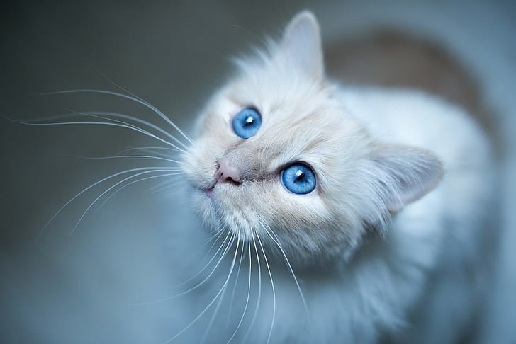 cat, blue eyes, HD wallpaper