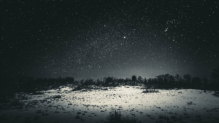 grayscale forest photo, snow land with trees wallpaper, stars