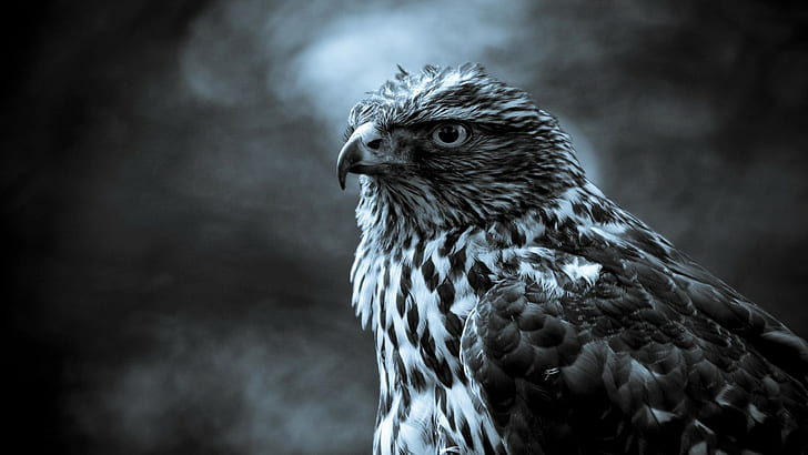 eagle, digital art, HD wallpaper