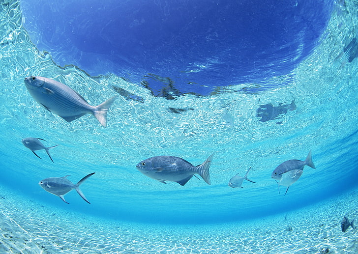 school of silver fishes, bottom, sea, shallow water, underwater