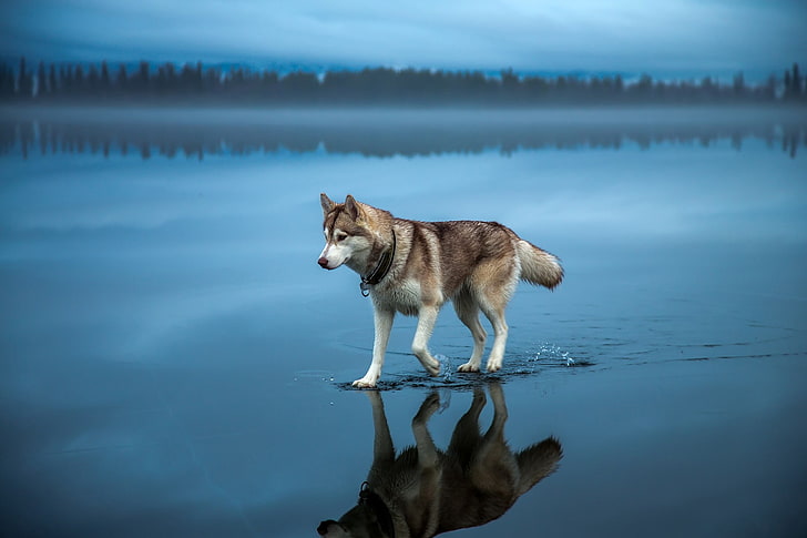 Alone, animals, blue, clouds, Depth Of Field, dog, forest, lake, HD wallpaper