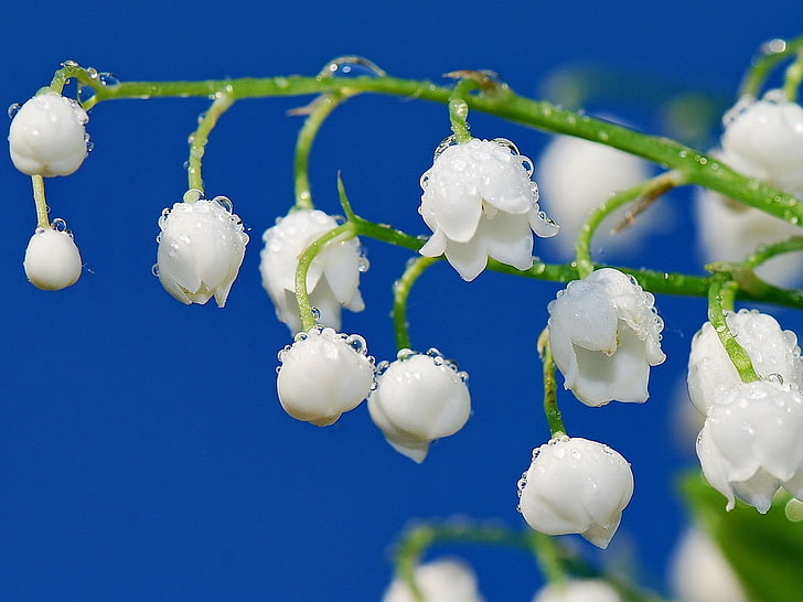 white snowdrop flowers, lilies of the valley, drops, dew, branch, HD wallpaper