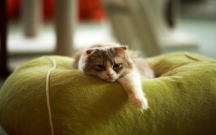 depth of field photography of brown and white Scottish fold cat on green sofa chair