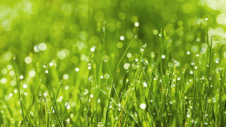 green, grass, rosa, bokeh, background, nature, sunny, rain, HD wallpaper