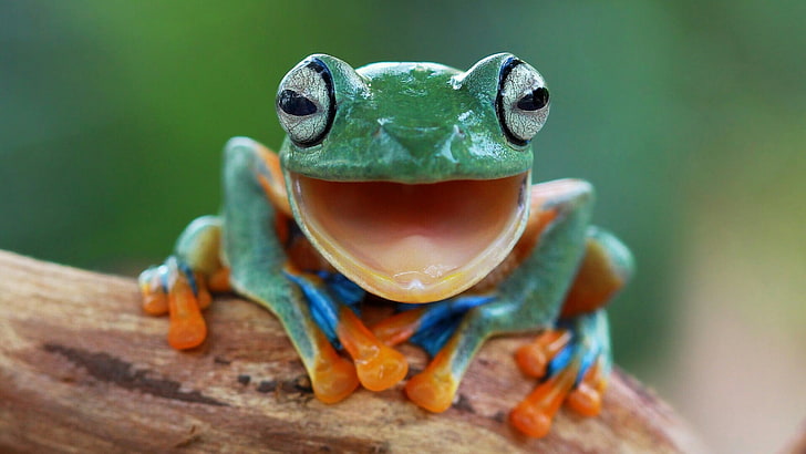 frog, tree frog, toad, macro photography, animal themes, one animal, HD wallpaper