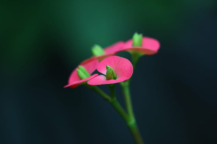 shallow focus photography of pink flower during daytime, Language of Flowers