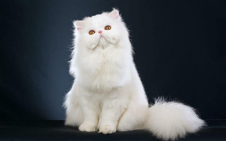 White Persian Cat Kitten Free Background, white persian cat, cats, HD wallpaper