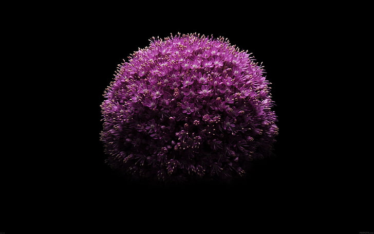 flower minimal-Apple iOS8 iPhone6 Plus HD Wallpape.., purple allium flower