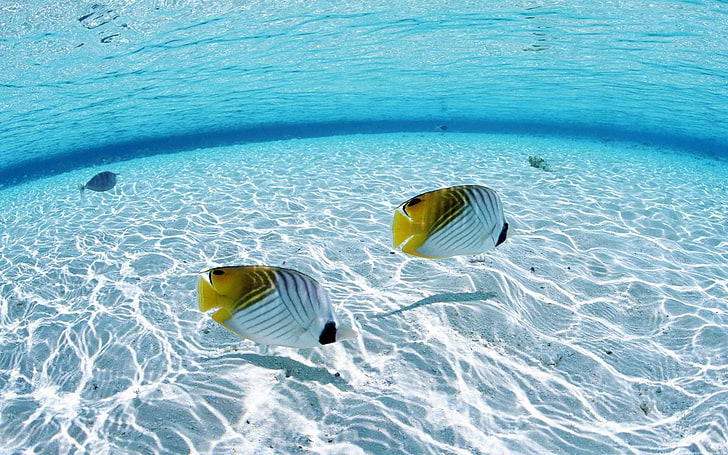two white and yellow tropical fishes, sea, underwater, animal, HD wallpaper