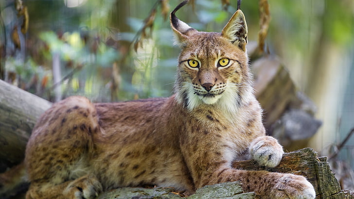 wildlife, terrestrial animal, mammal, lynx, eurasian lynx, close up