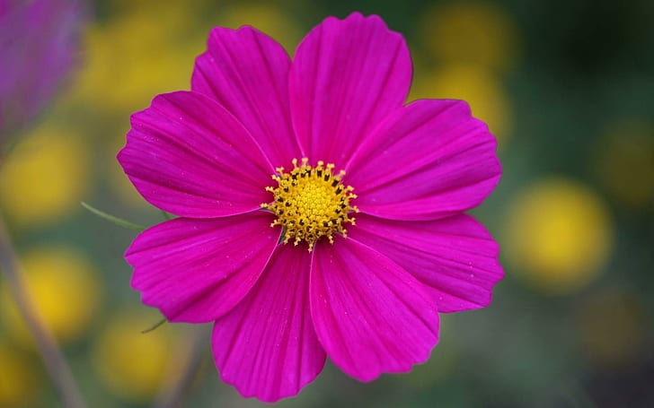 A Beautiful Vibrant Flower., pink petaled flower, water capsules summertime, HD wallpaper