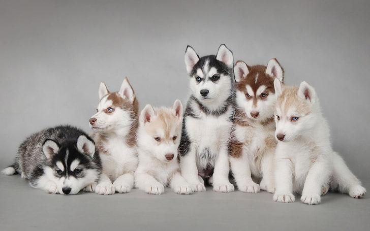 six assorted-color Siberian husky puppies, dogs, sled Dog, pets