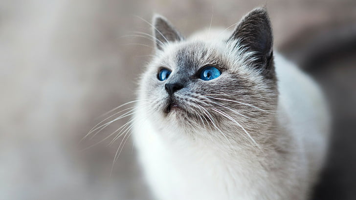 cat, kitty, white cat, blue eyes, whiskers, mammal, siamese, HD wallpaper