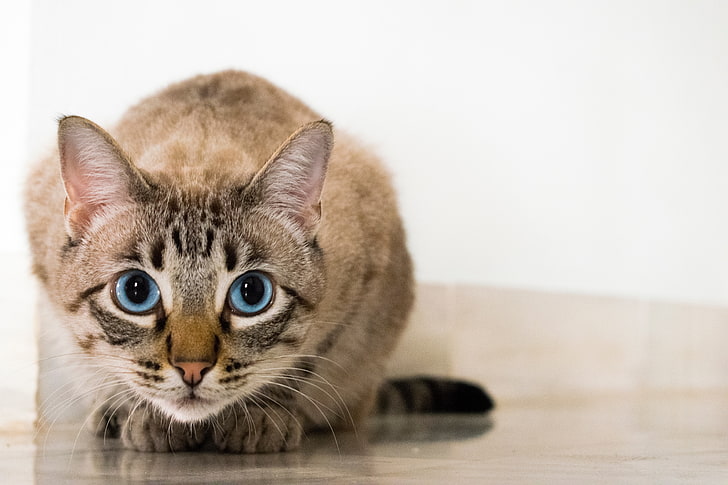 beige tabby cat, blue-eyed, glance, pets, domestic Cat, animal