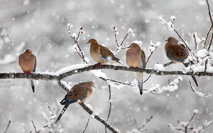 mourning doves, twigs, snow, winter