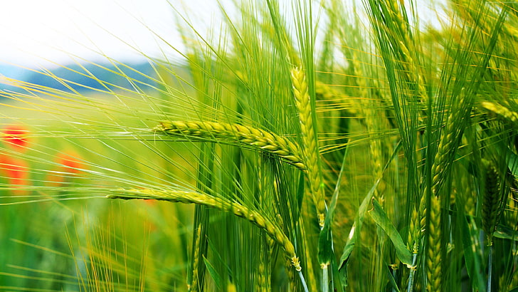 selective focus photo of green rye field, photography, agriculture, HD wallpaper