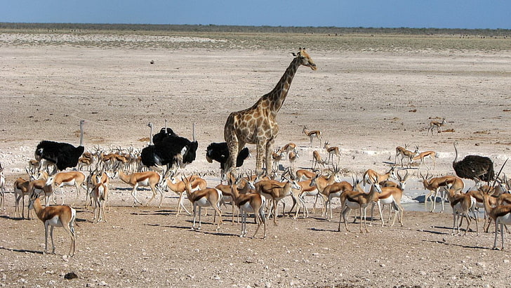 giraffe and herd of gazelle, africa, animals, wilderness, walk, HD wallpaper