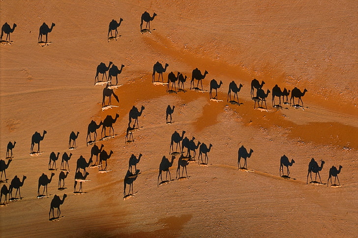 camels, desert, animals, sand, animal themes, land, nature, HD wallpaper