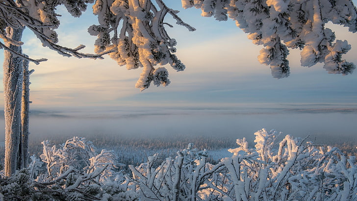 atmosphere, lapland, ylläs, finland, snowy, frozen, ice, pine family, HD wallpaper