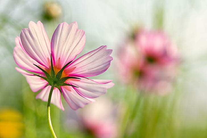 selective focus photography of pink Cosmos flower, Summer Sun